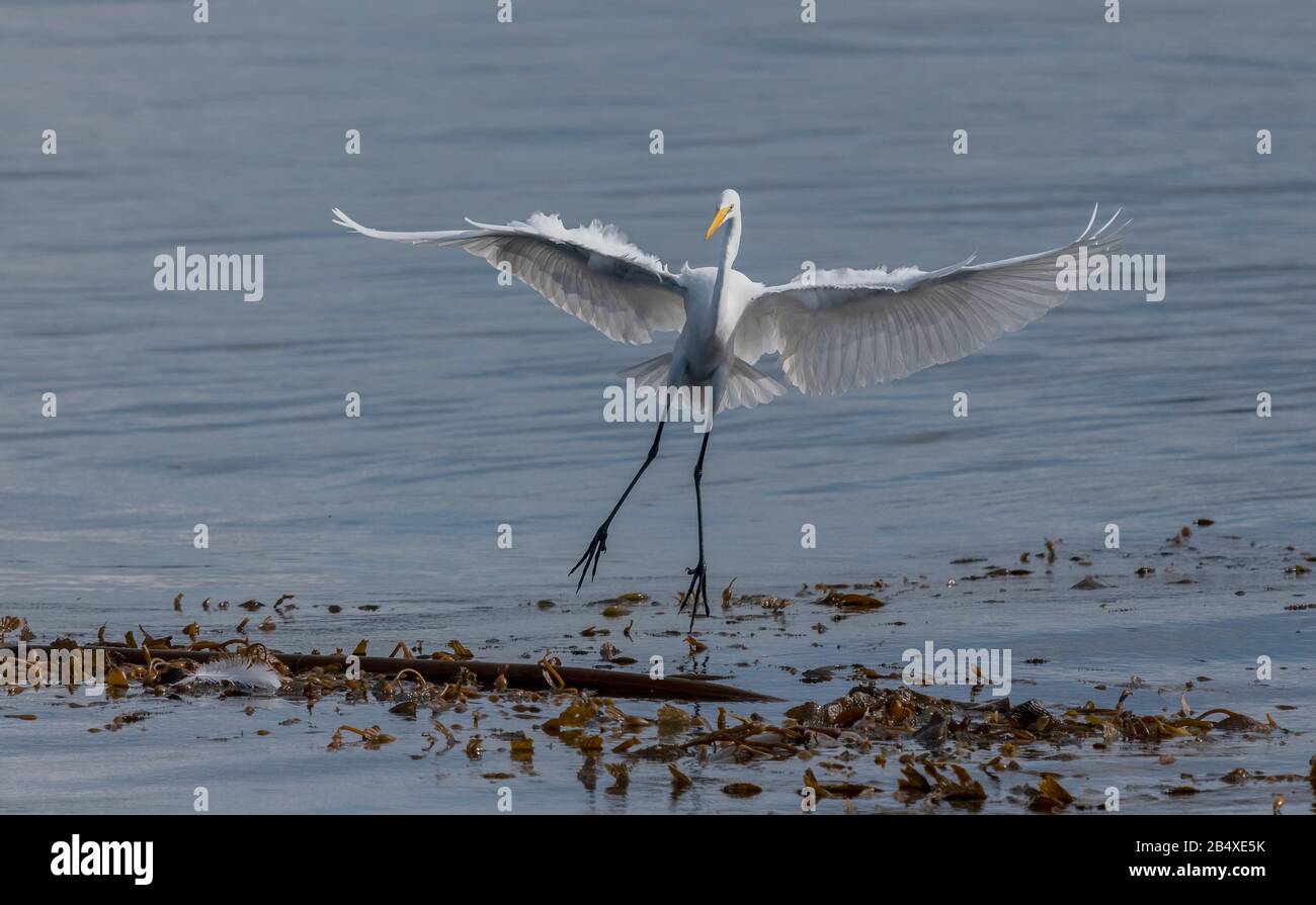 Great White Egret, Ardea alba, venendo a terra su alghe galleggianti e Kelp bed, Monterey, California. Foto Stock