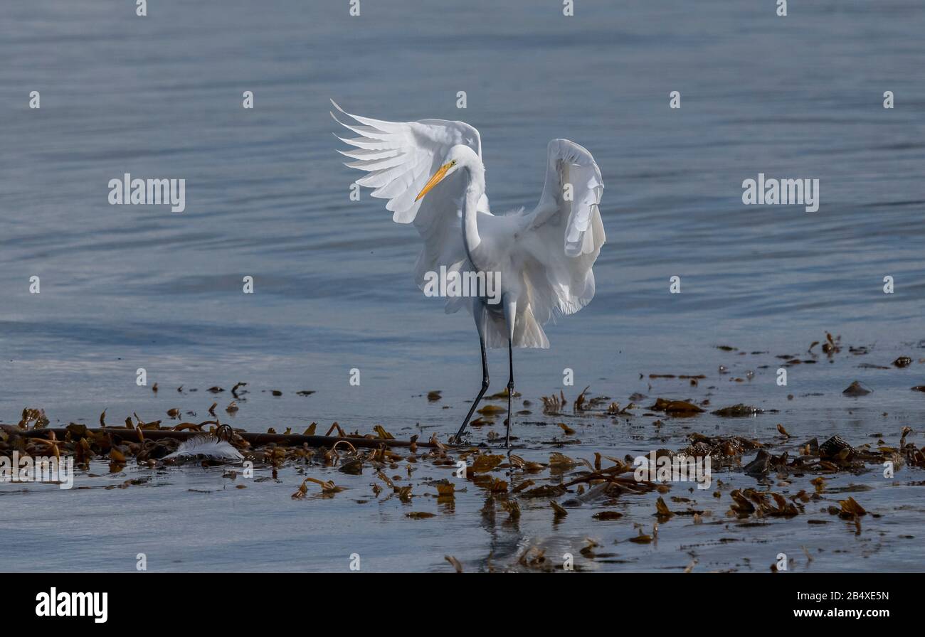 Great White Egret, Ardea alba, venendo a terra su alghe galleggianti e Kelp bed, Monterey, California. Foto Stock