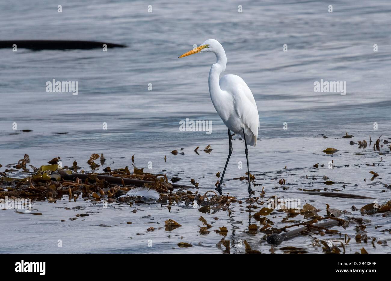 Great White Egret, Ardea alba, su alghe galleggianti e letto Kelp, Monterey, California. Foto Stock