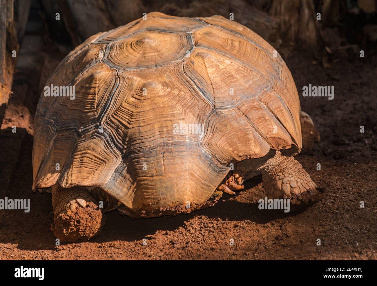 Tartaruga africana spurred (Centrochelys sulcata), vista posteriore con luce solare Foto Stock
