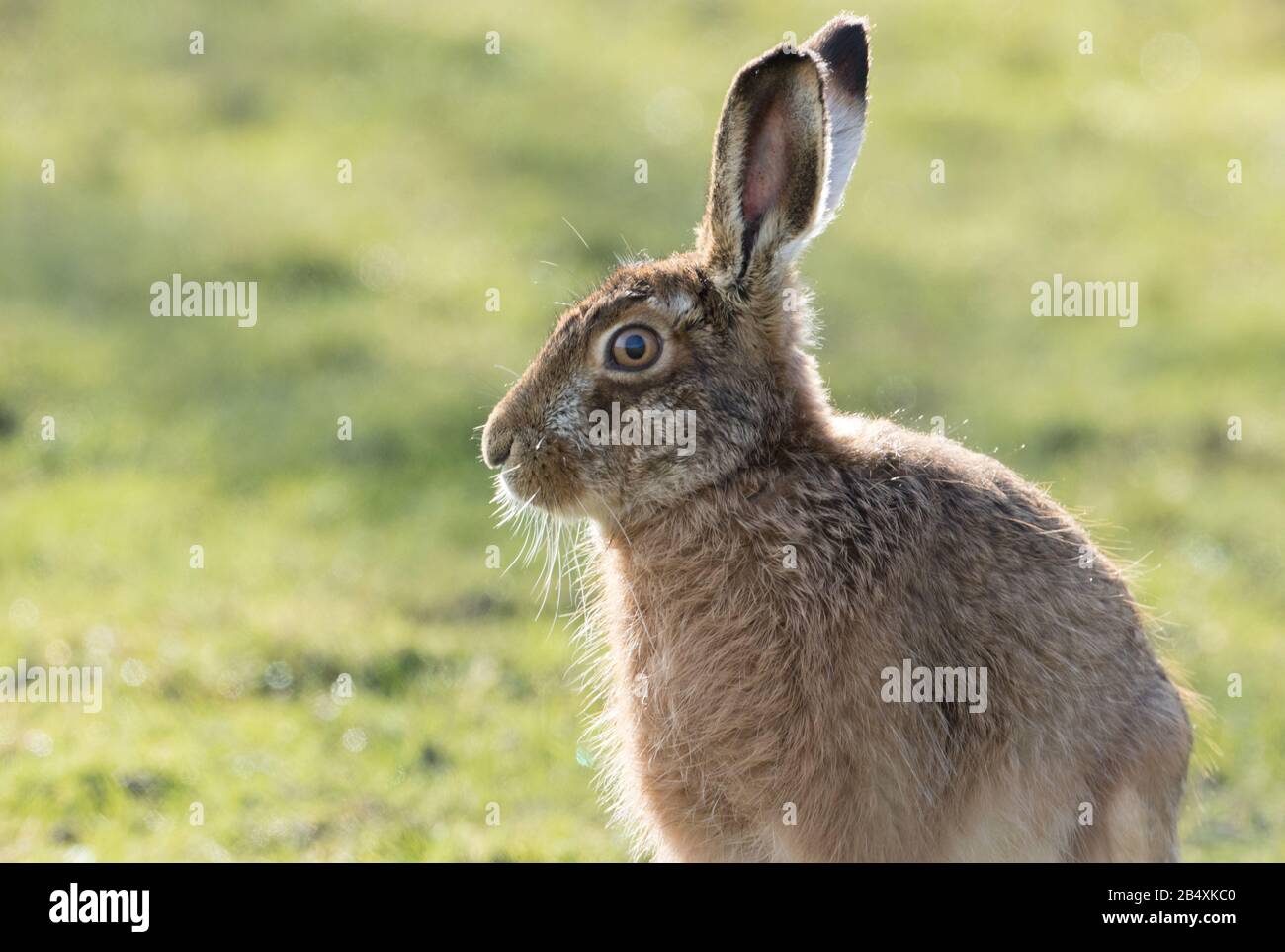 Lepre bruno a Studley Roger Foto Stock