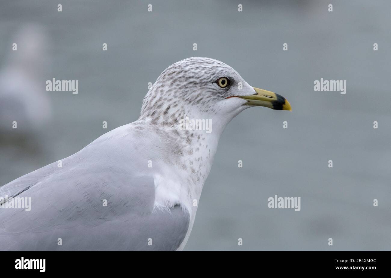 Gabbiano ad anello, Larus delawarensis, testa adulta e becco. Foto Stock