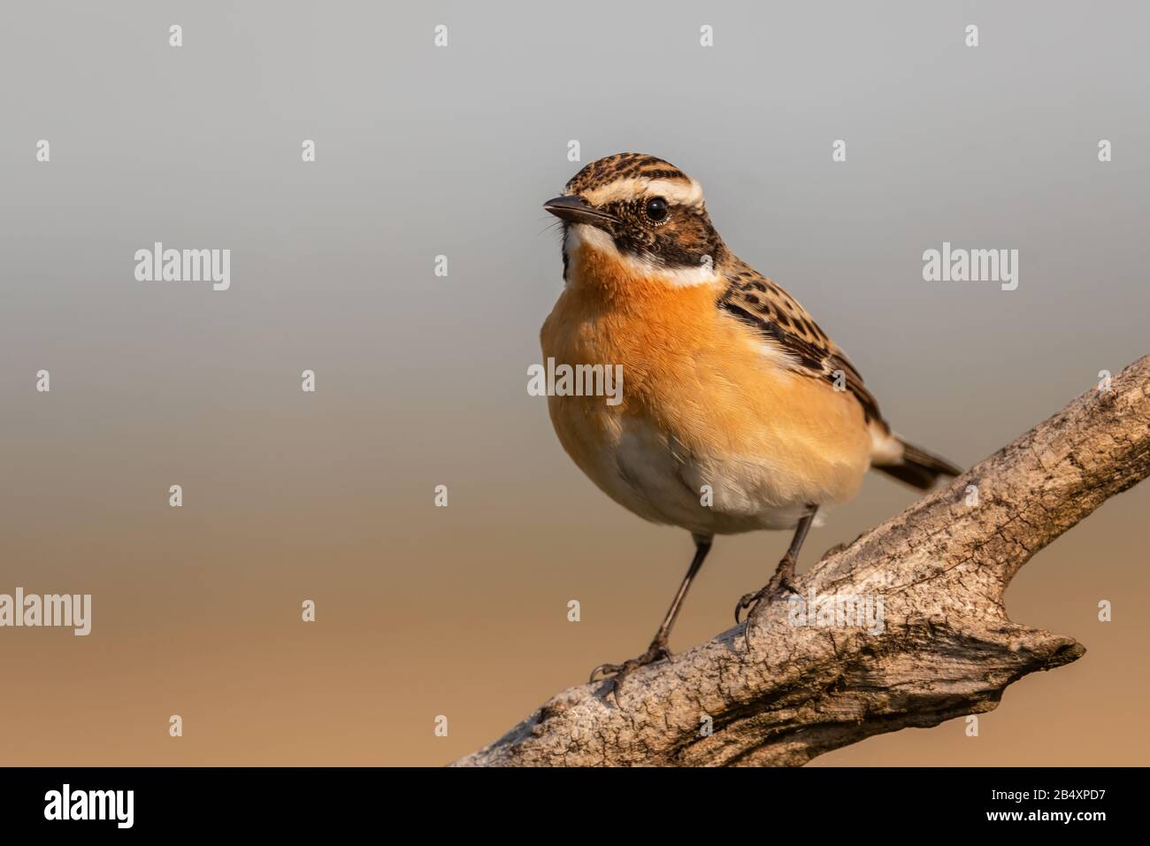 Whinchat - Saxicola rubetra, bellissimo uccello colorato dai prati e praterie europei, Hortobagy, Ungheria. Foto Stock