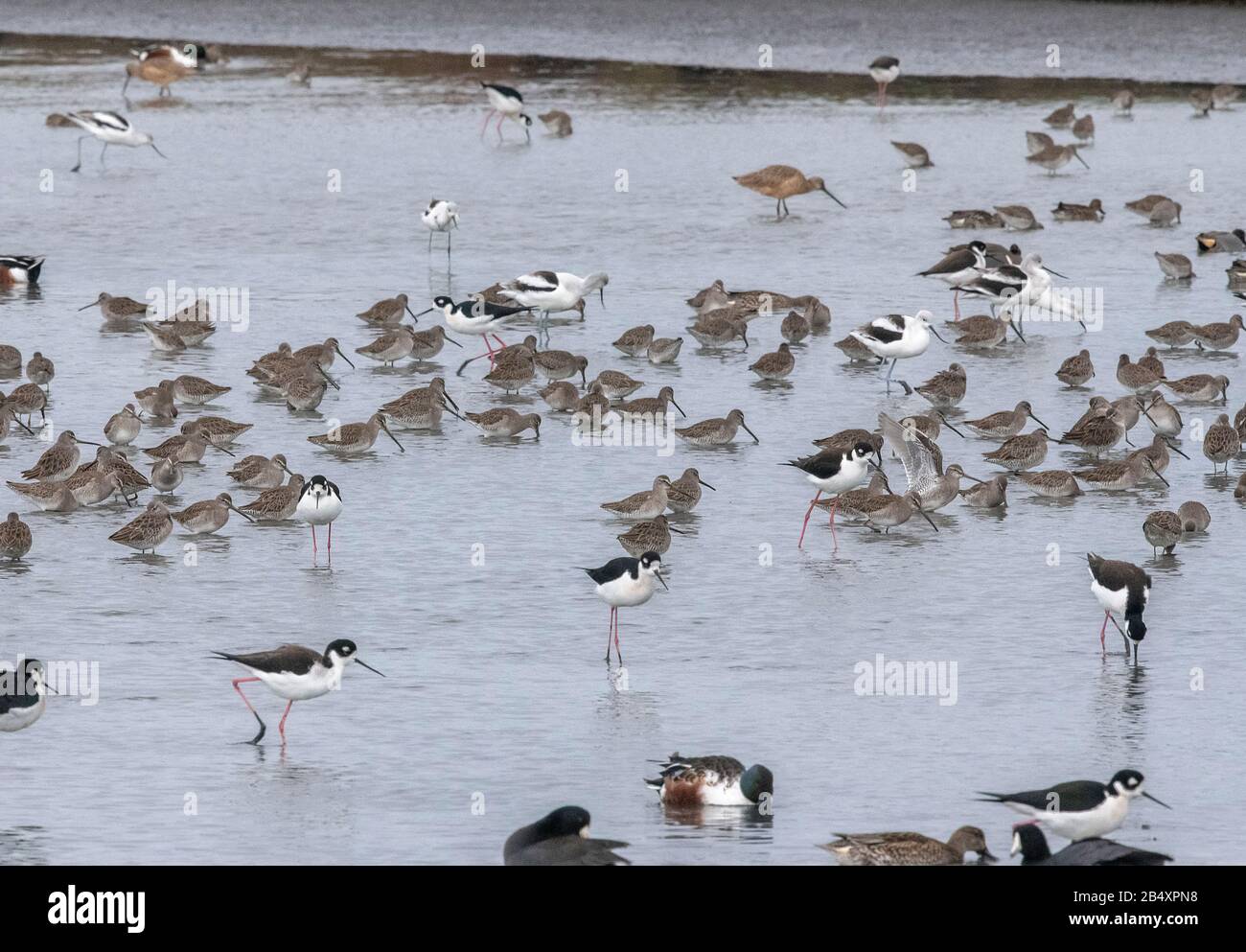 Stillette a collo nero, Himantopus mexicanus nutrimento tra avoceti, dotitcher ecc nel fango estuario, Baylands Nature Preserve, Palo Alto, California. Foto Stock