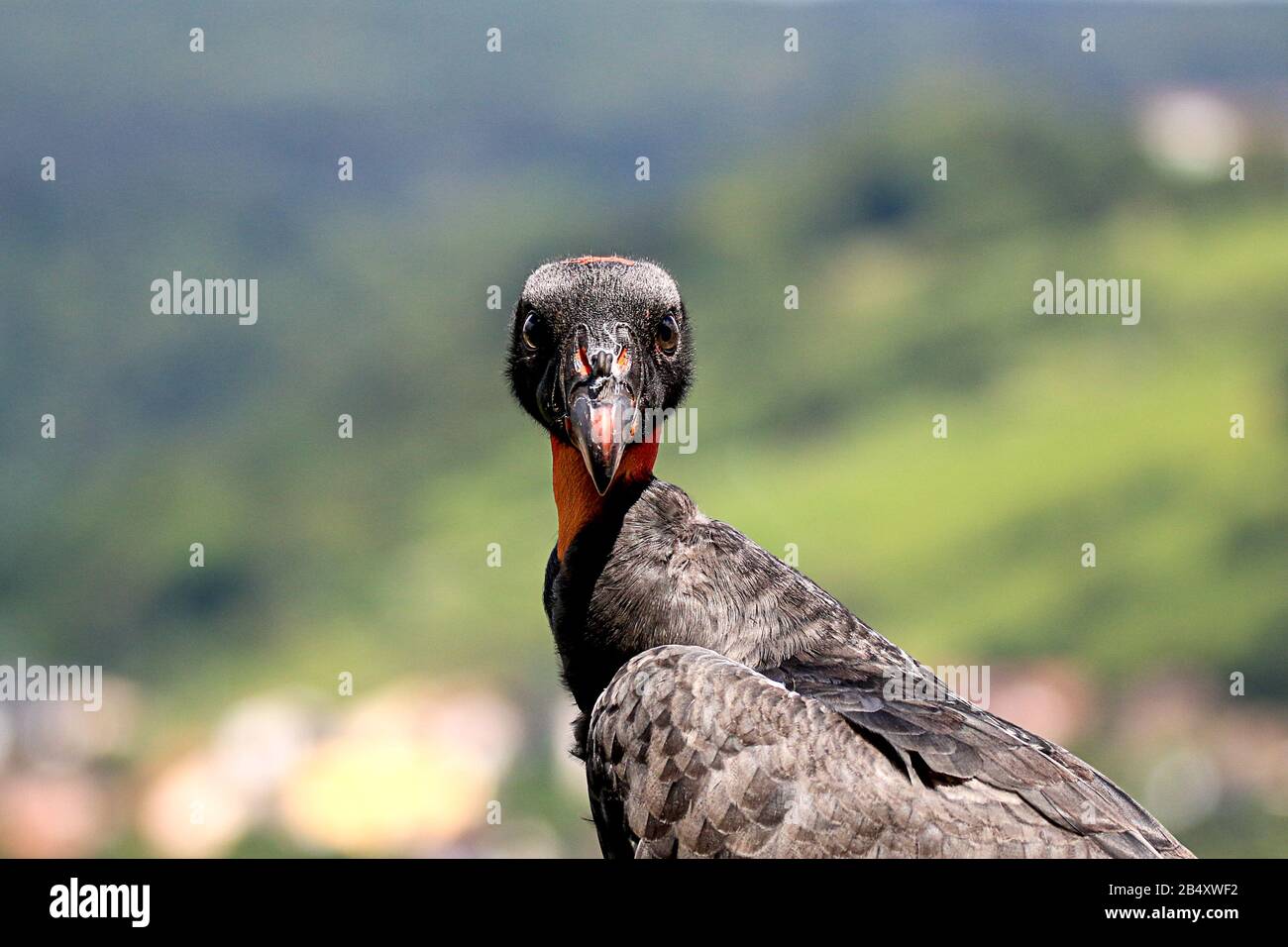 avvoltoio re che guarda curioso nella fotocamera, uccello di fronte og bello sfondo sfocato Foto Stock