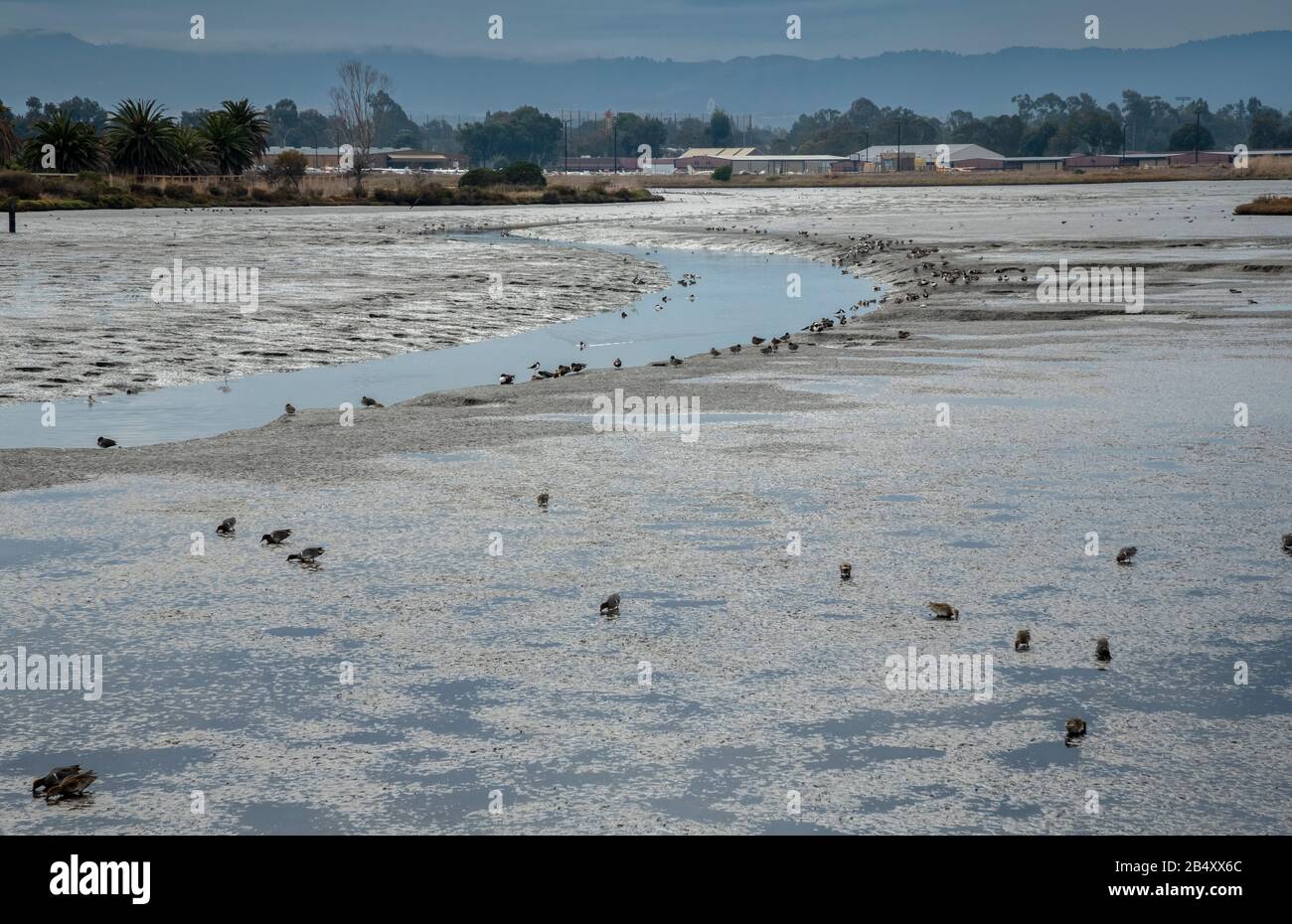 Fango di estuario pieno di uccelli wintering a Baylands Nature Preserve, Palo Alto, California. Foto Stock