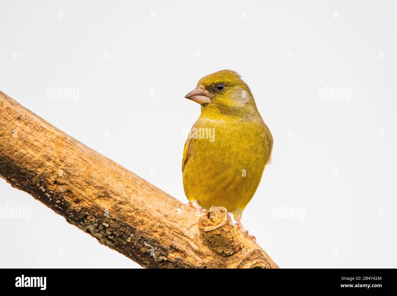 Greenfinch, Chloris Chloris, che si estende su un ramo nella campagna del Regno Unito Foto Stock