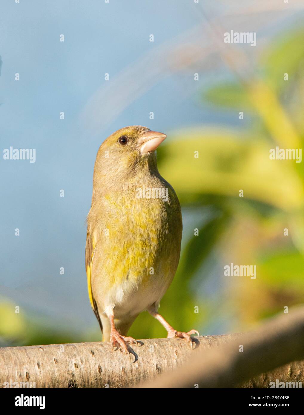 Greenfinch, Chloris Chloris, Finch, arroccato su una filiale in un giardino britannico, inverno 2020 Foto Stock