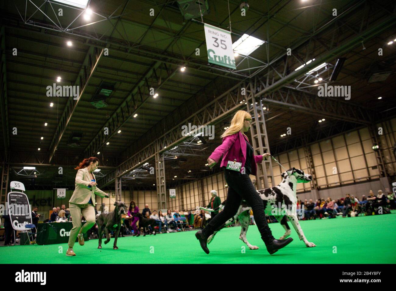 Durante il terzo giorno del Crufts Dog Show, i Great Danes sono salpati al Birmingham National Exhibition Centre (NEC). Foto Stock