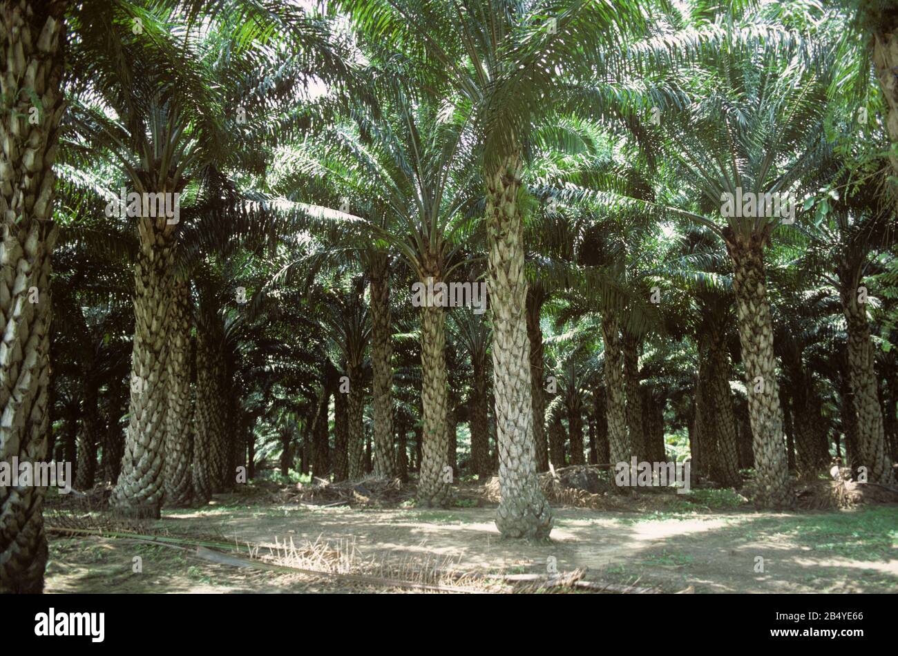 Quindici anni di palma da olio (Elaeis guineensis) piantagione con grandi palme stabilite, Malesia, febbraio Foto Stock