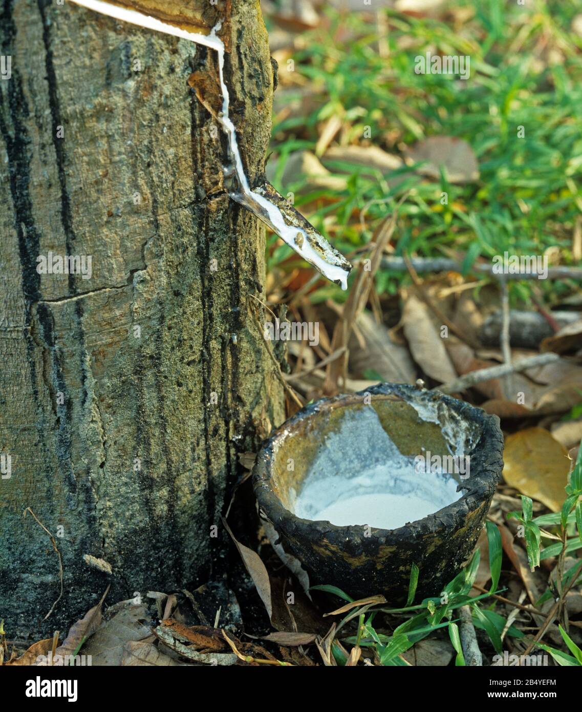 Lattice bianco che scorre dal taglio appena fatto nella corteccia dell'albero di gomma (Hevea brasiliensis), Malacca, Malesia, febbraio Foto Stock
