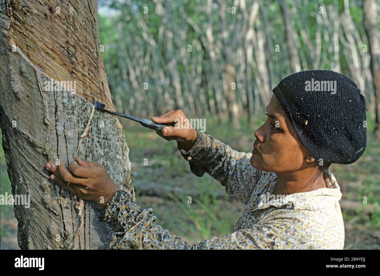 Donna che fa un taglio angolato attraverso la corteccia di un albero di gomma per colpire nei vasi di lattice nella corteccia di un albero di gomma, Malesia, febbraio Foto Stock