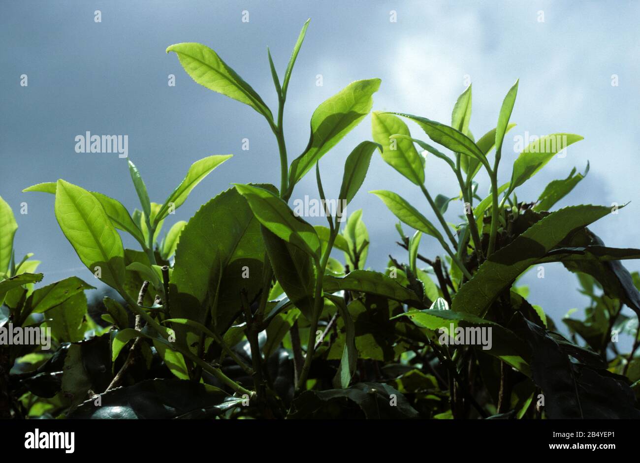 Foglie di tè giovane, la fase raccolta del raccolto, nelle tenute delle Highlands CDameron, Malesia, febbraio Foto Stock