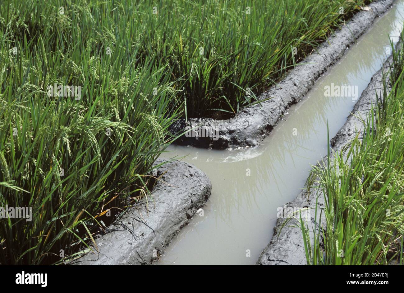 I canali di irrigazione e i prelievi di irrigazione di fango appena riparati convogliano l'acqua alle colture di risone in EAR, Luzon, Filippine Foto Stock