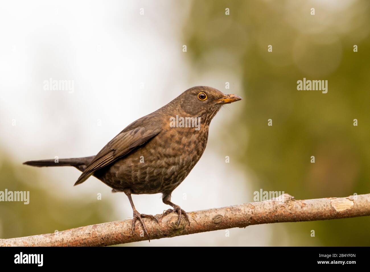 Femaie Blackbird, Common Blackbird, Turdus merula, arroccato su un ramo in un giardino britannico Foto Stock