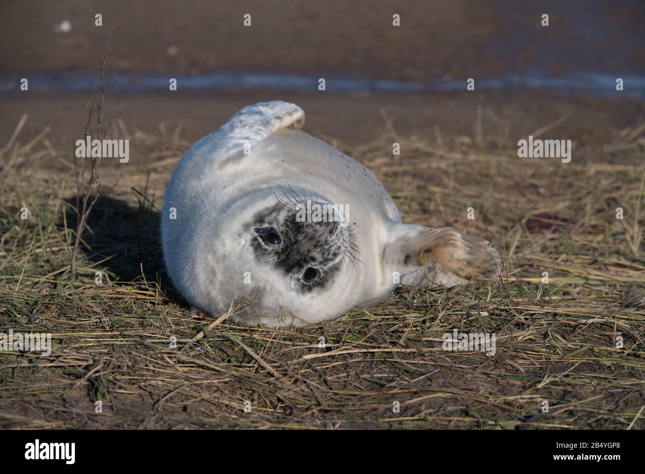Grey Seal Pup, Donna Nook, Lincolnshire. Foto Stock