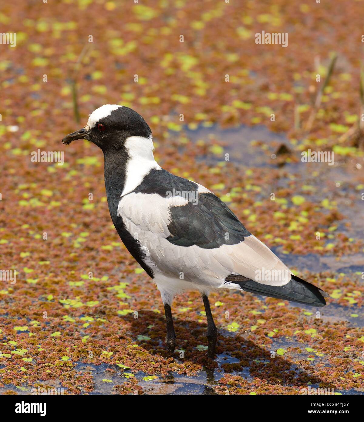 Fabbro Plover (nome scientifico: Vanellus armatus) Foto Stock