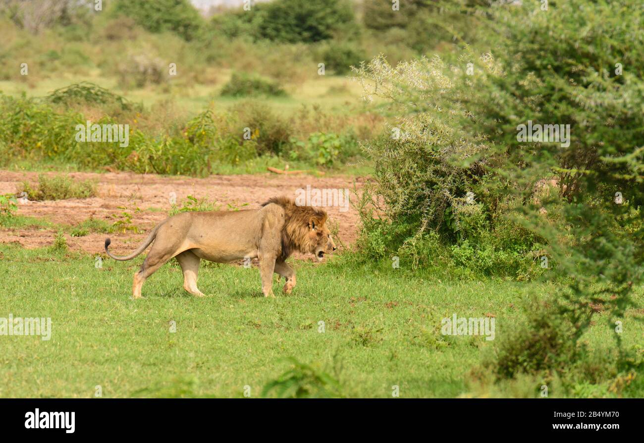 Leone maschio (nome scientifico: Panthera leo, o 'Simba' in Swaheli) nel Serengeti/Tarangire, Lago Manyara, Parco Nazionale di Ngorogoro, Ta Foto Stock