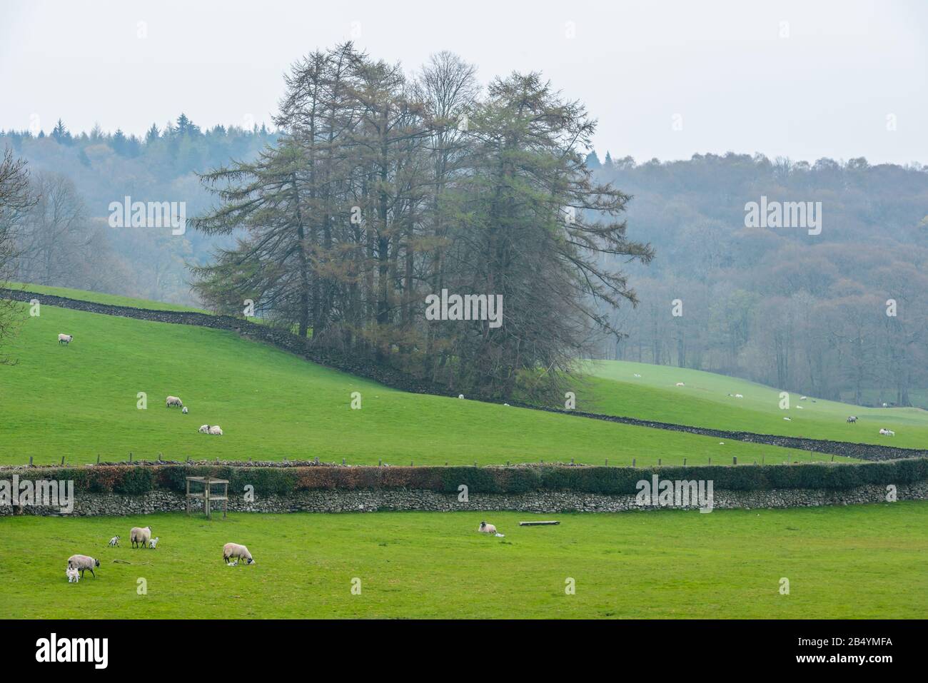 Un gruppo di alberi circondati da erba verde e pecore viste dai terreni della Hill Top Beatrix Potter House, vicino a Sawrey, Lake District, Cumbria, Regno Unito Foto Stock