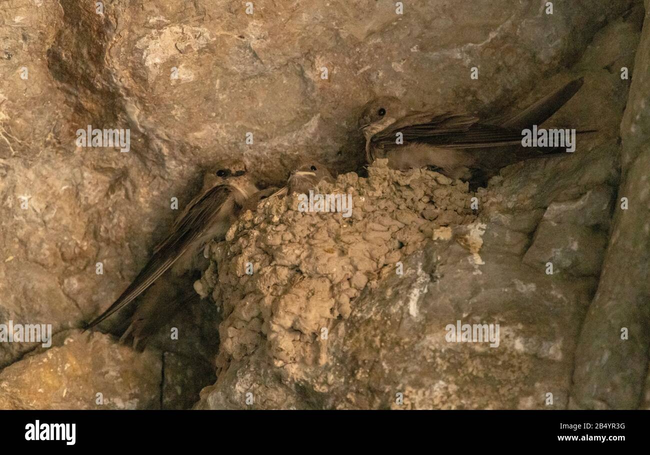 Crang martin, Ptyonopropne rupestris, famiglia nel nido sotto la sporgenza di roccia, Spagna settentrionale. Autunno. Foto Stock