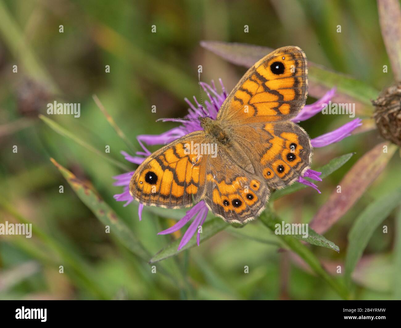 Femmina Wall Brown farfalla, Lasiommata megera, seconda generazione, crogiolarsi al sole in autunno. Foto Stock