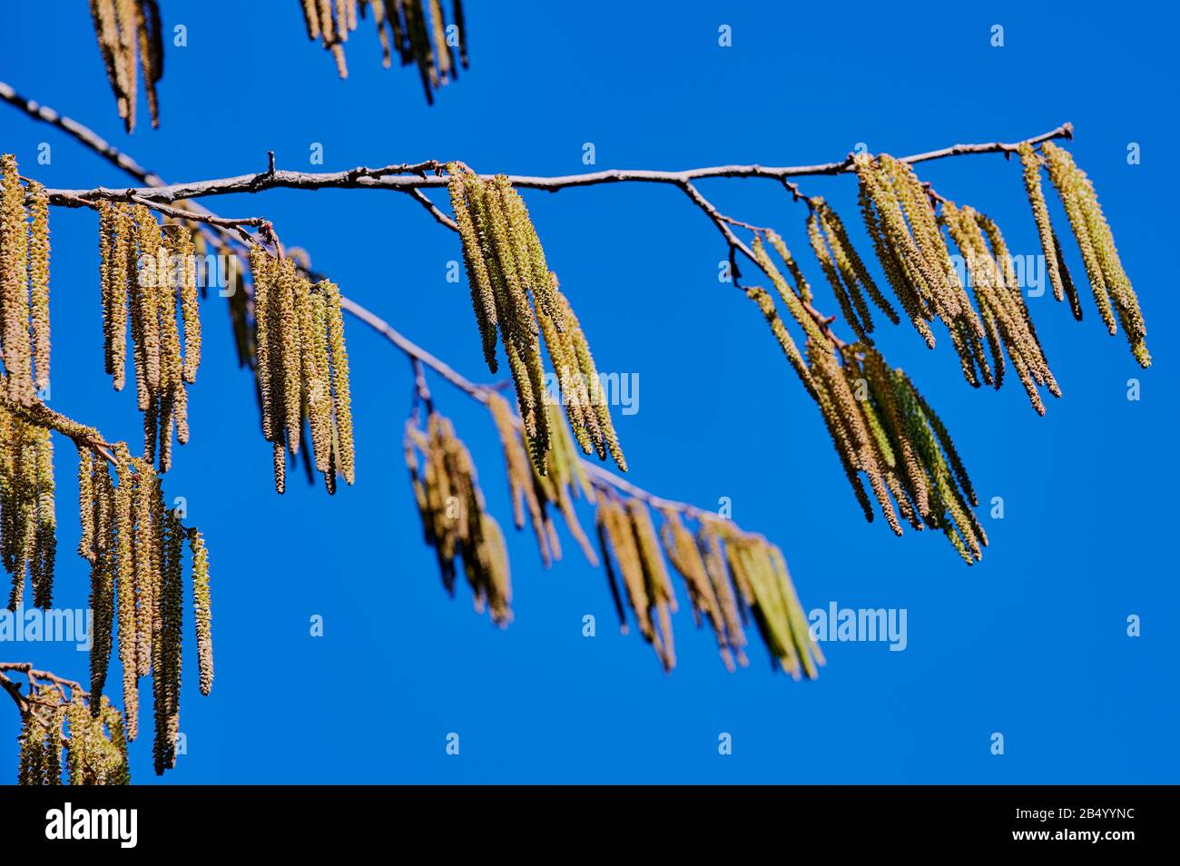 polline di un albero di nocciola contro il cielo blu Foto Stock