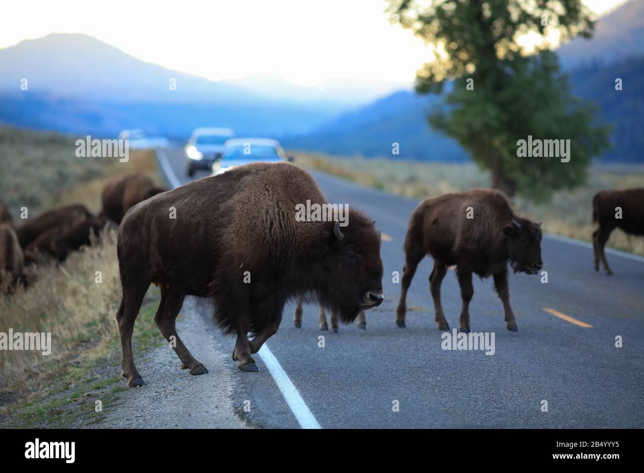 Bisonte americano selvaggio che attraversa la strada di fronte alle automobili nella mattina presto della valle di Lamar nel parco nazionale di Yellowstone Foto Stock