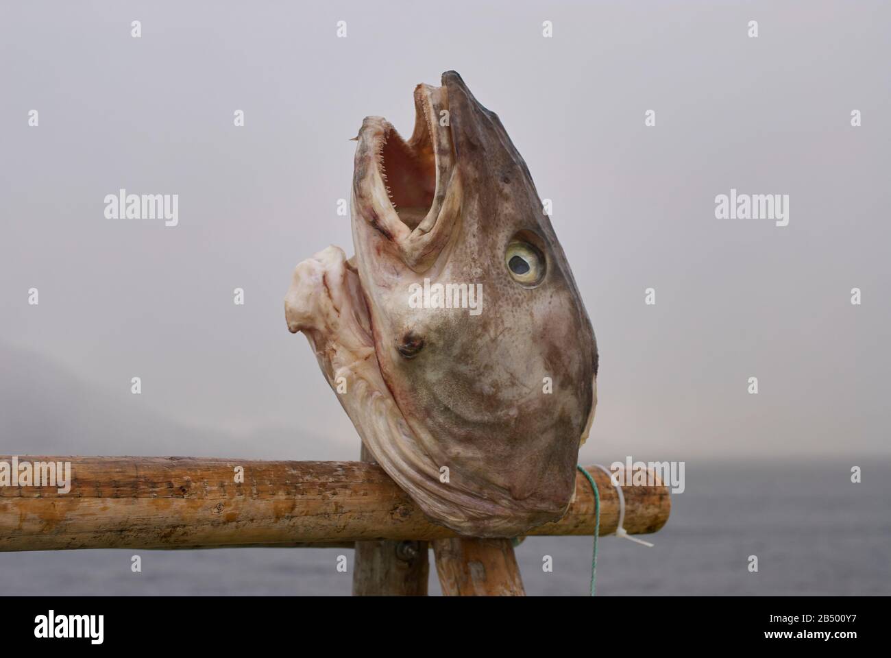 Testa di merluzzo presentata sul ponte di una nave postale norvegese come esche per attirare aquile dalla coda bianca Foto Stock
