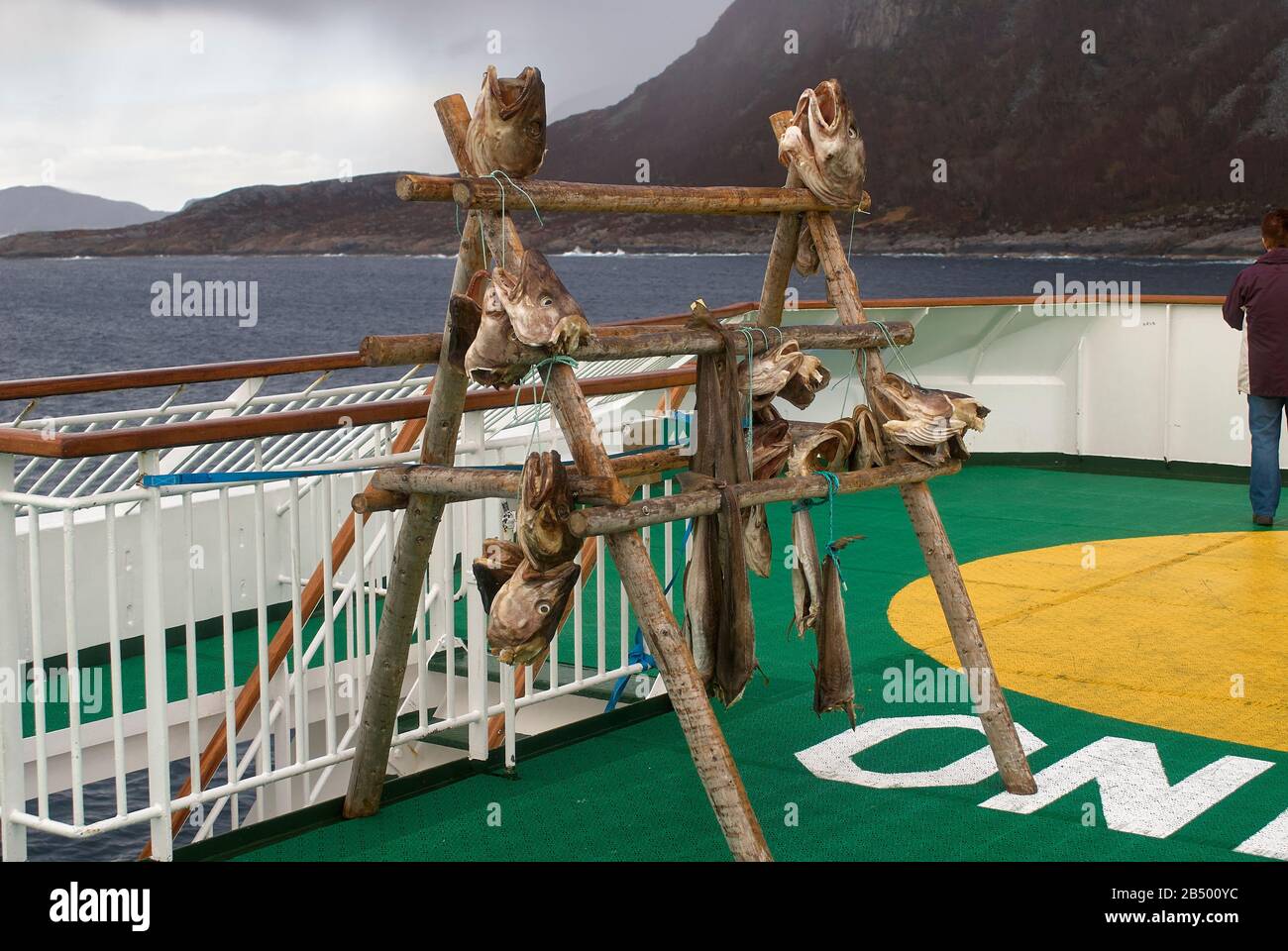 Teste di codfish presentate sul ponte di una nave postale norvegese come esche per attirare aquile dalla coda bianca Foto Stock