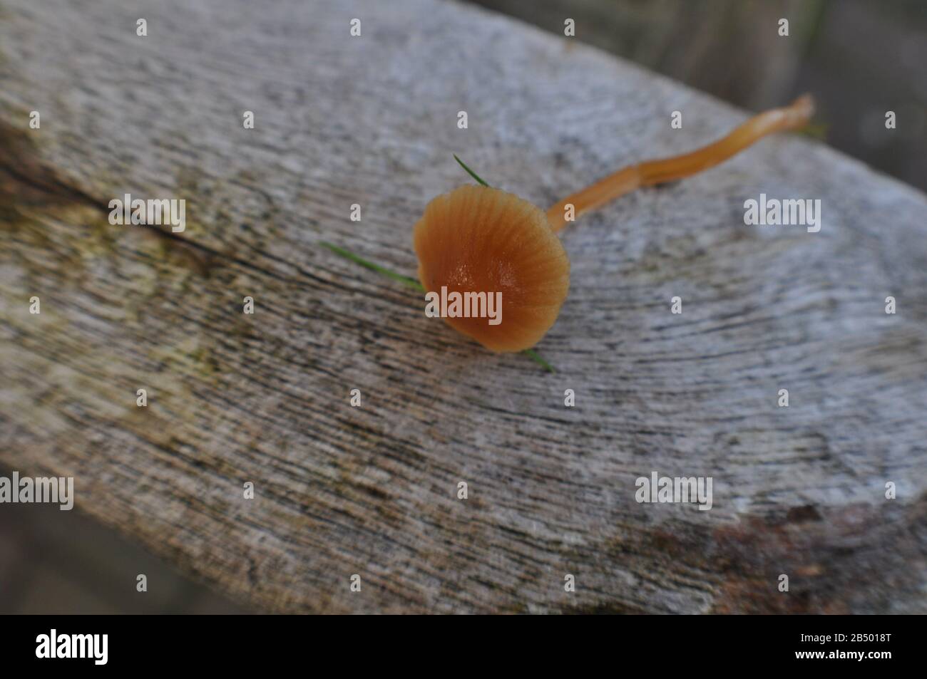 fotografia di un fungo Foto Stock