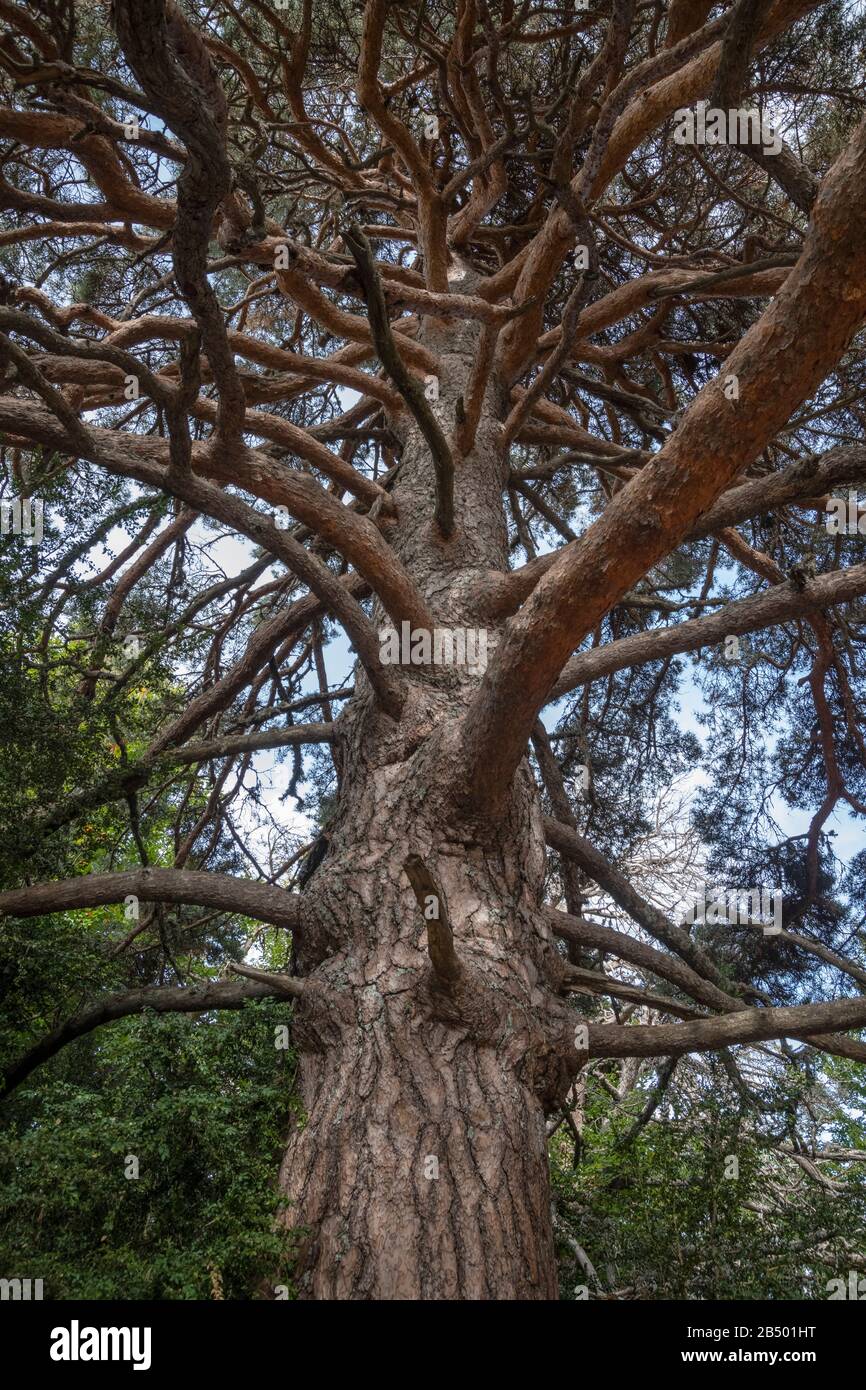 Pino antico scozzese, Pinus sylvestris albero in montagna, Pirenei. Foto Stock