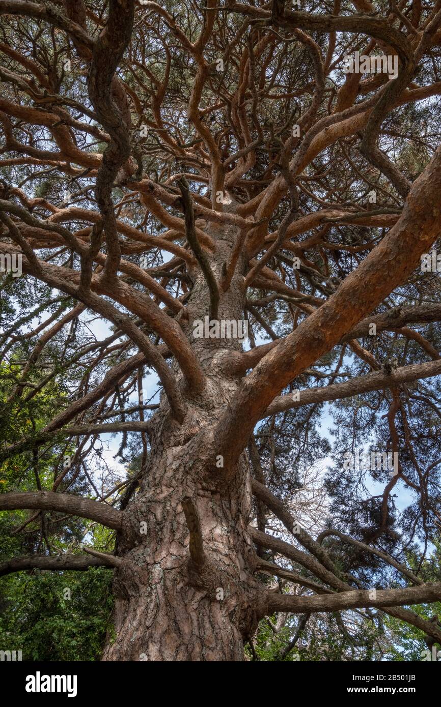 Pino antico scozzese, Pinus sylvestris albero in montagna, Pirenei. Foto Stock