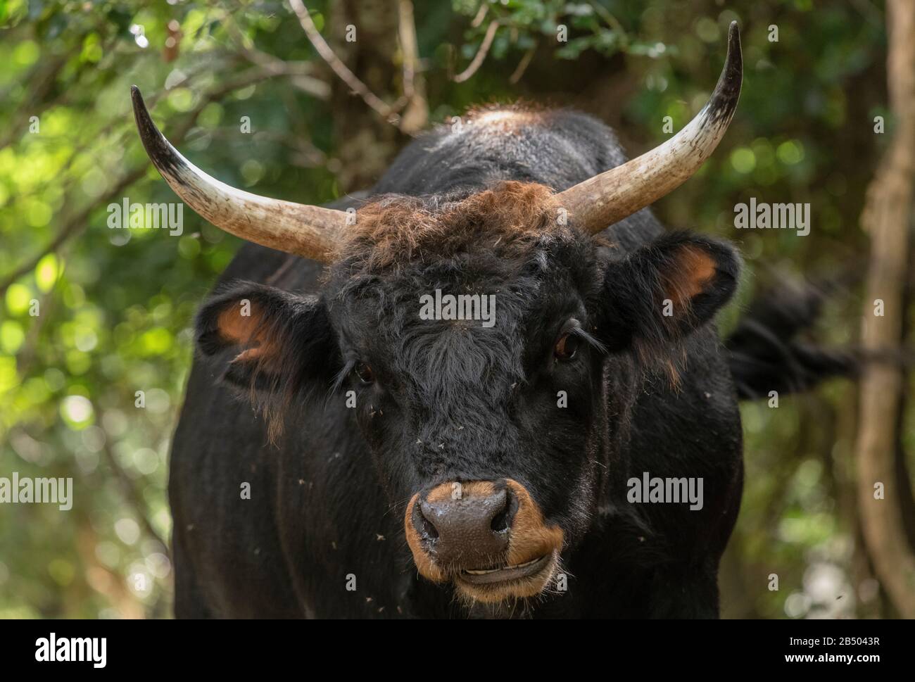 Un esempio di bovini Taurini primitivi, Bos taurus taurus, che pascolano in boschi aperti. Foto Stock