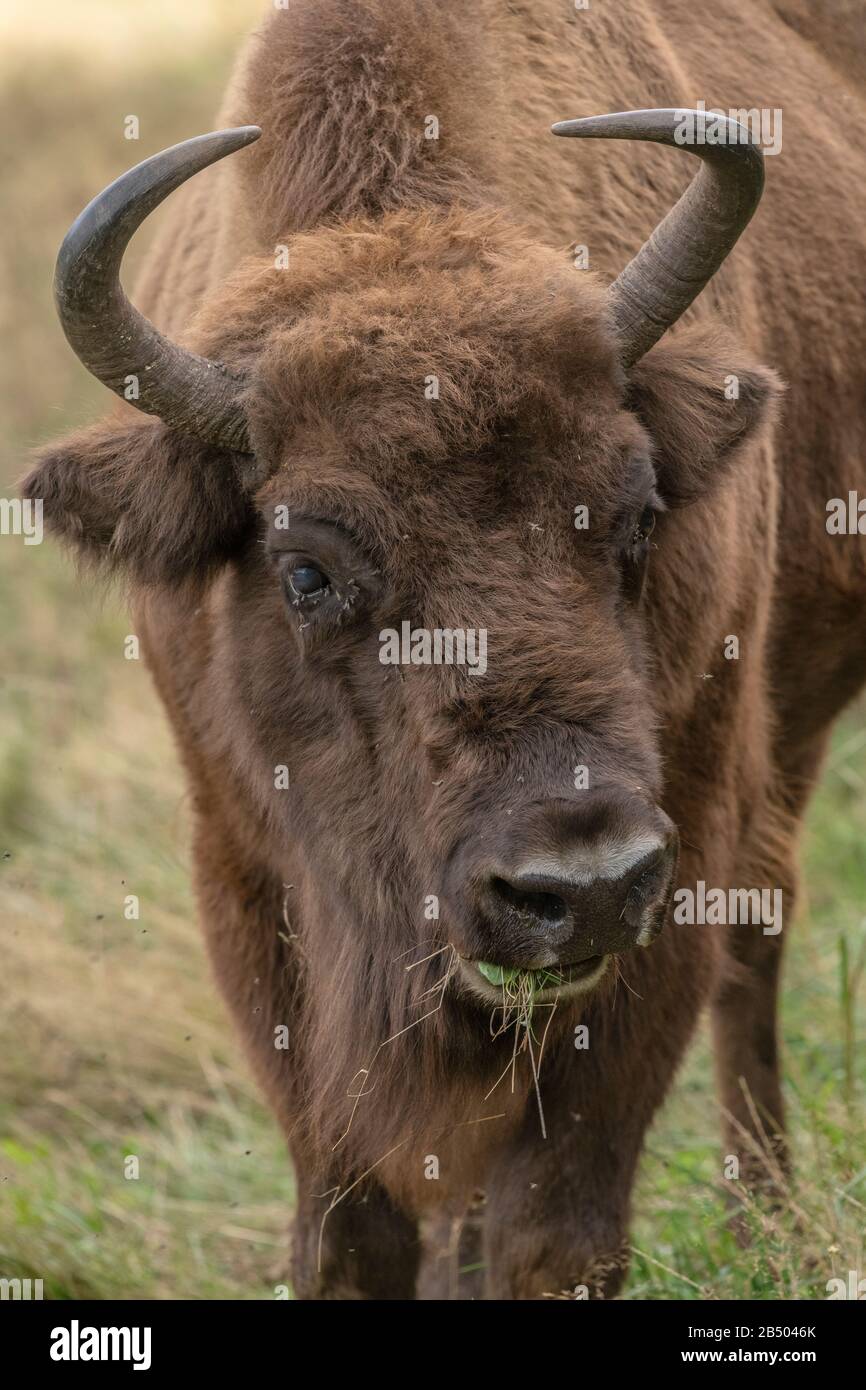 Bisonte europeo femminile, bisonte, pascolo. Foto Stock