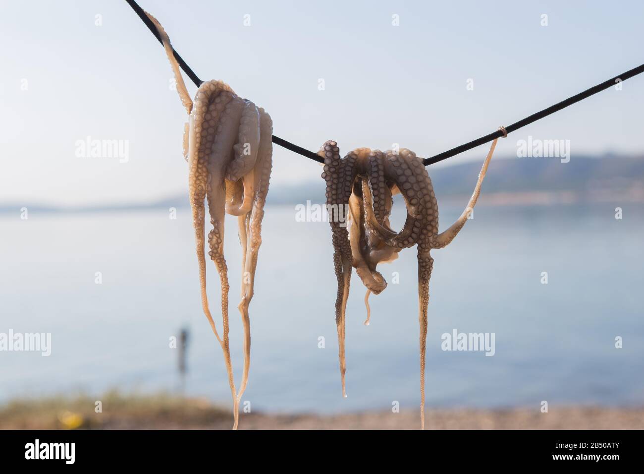 Tradizionale cibo greco di mare - polpo secco. Grecia Foto Stock