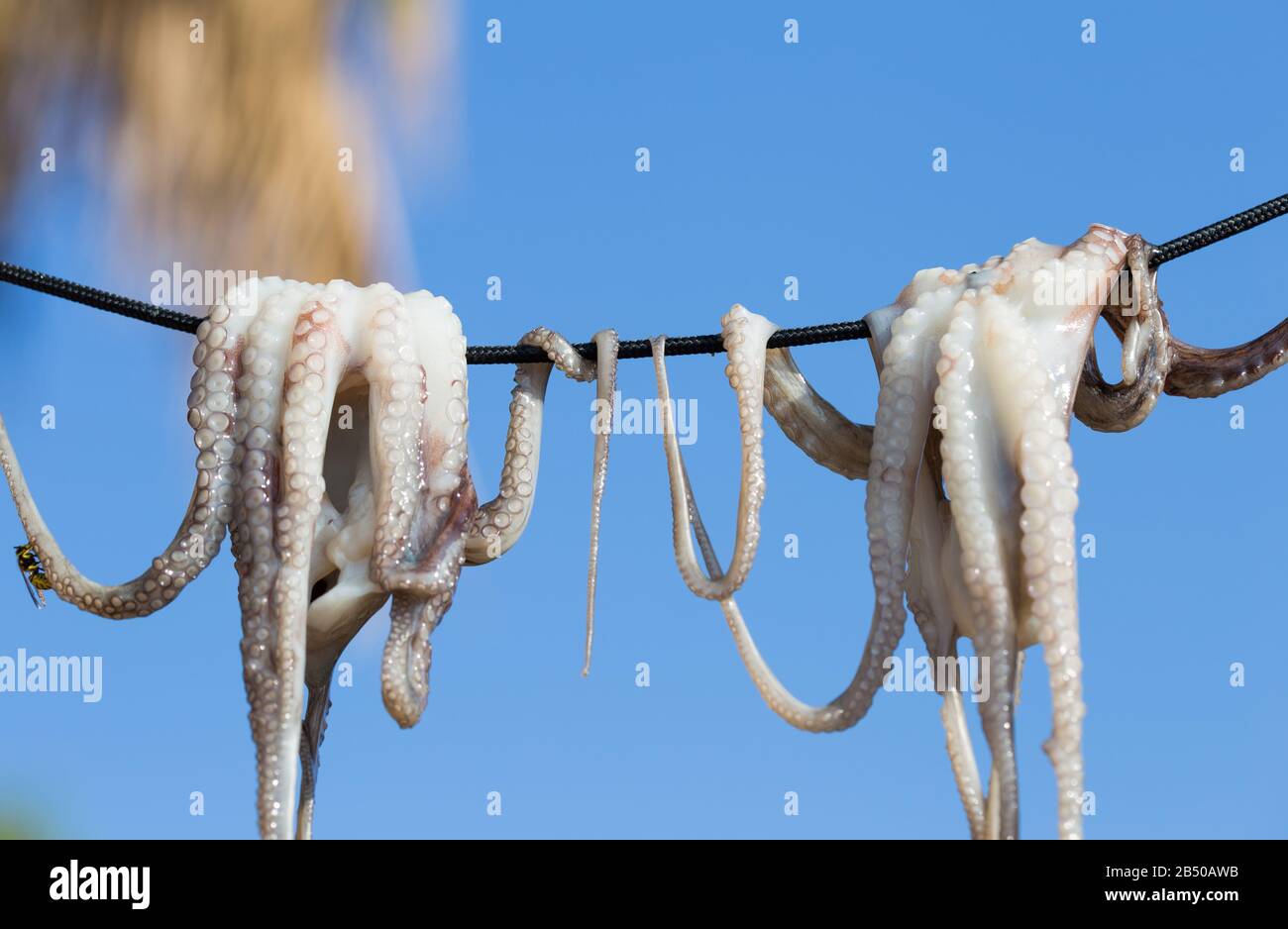 Tradizionale cibo greco di mare - polpo secco. Grecia Foto Stock