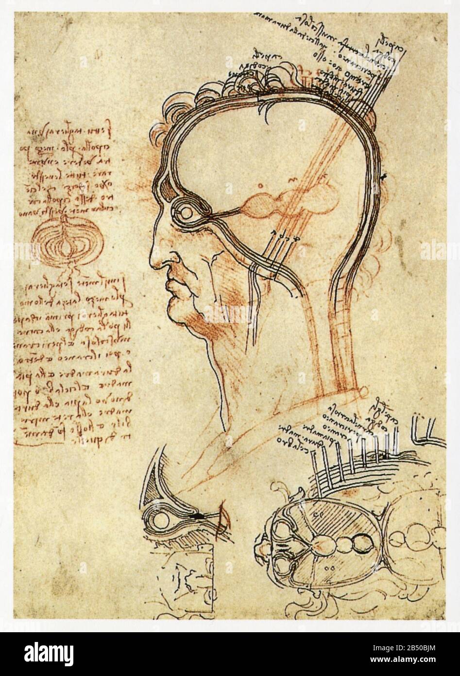 Leonardo da Vinci. Sezione trasversale di una testa umana. 1493-1494 Foto Stock