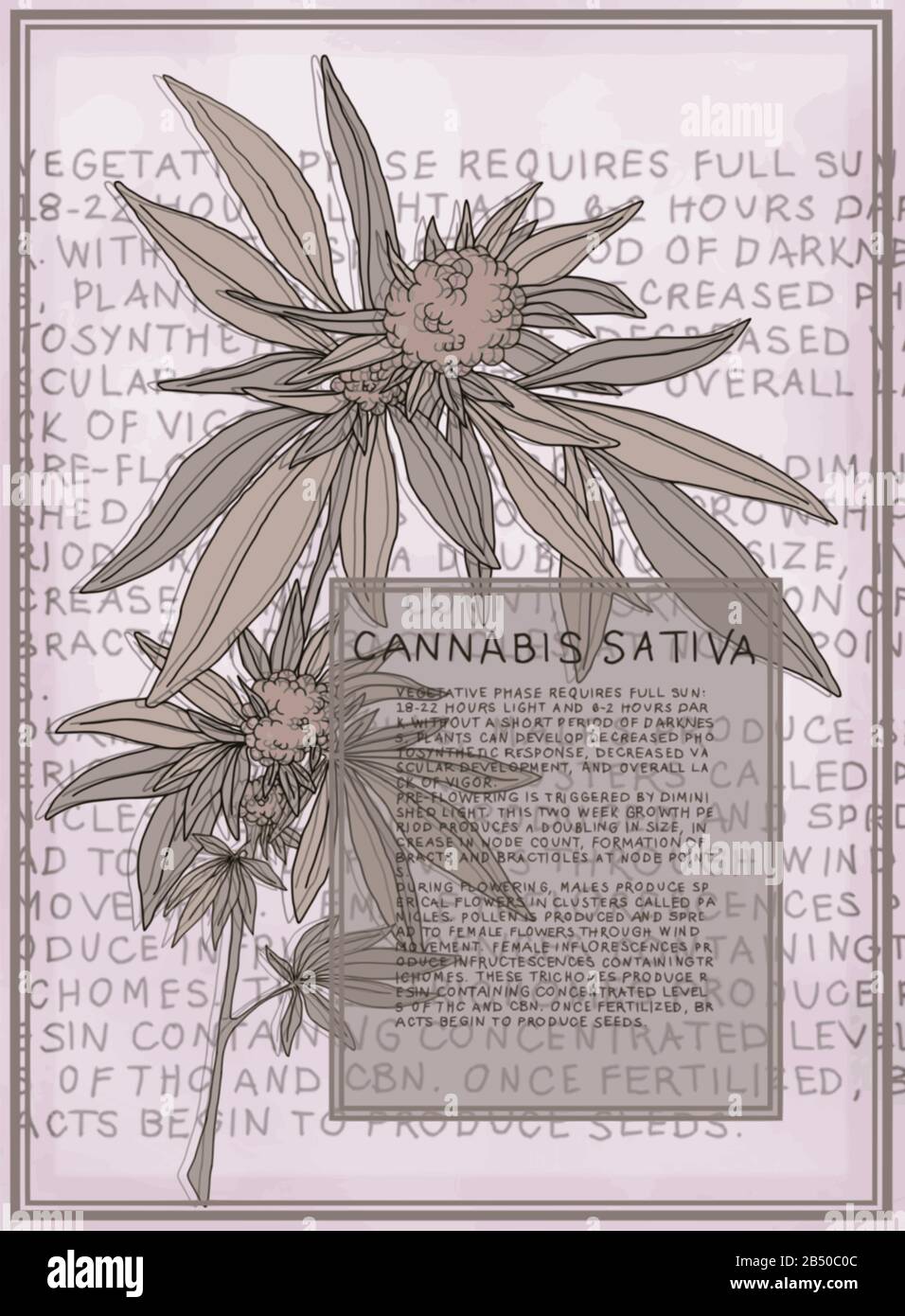 Antica illustrazione botanica della pianta di Cannabis Sativa. Grafica vettoriale scalabile per poster di grandi dimensioni. Il testo descrive le fasi di fioritura della pianta. Illustrazione Vettoriale