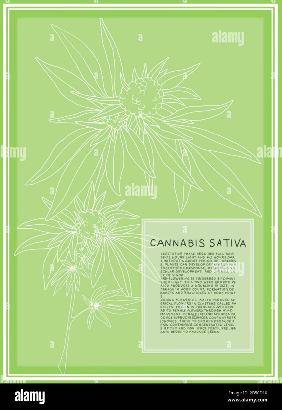 Antica illustrazione botanica della pianta di Cannabis Sativa. Grafica vettoriale scalabile per poster di grandi dimensioni. Il testo descrive le fasi di fioritura della pianta. Illustrazione Vettoriale