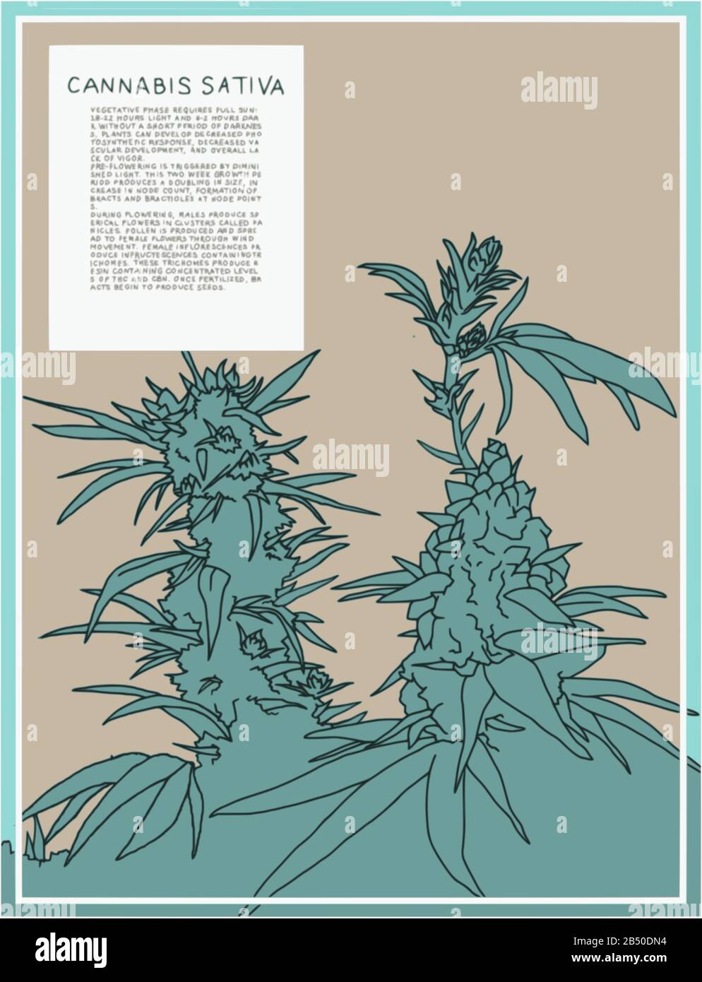 Antica illustrazione botanica della pianta di Cannabis Sativa. Grafica vettoriale scalabile per poster di grandi dimensioni. Il testo descrive le fasi di fioritura della pianta. Illustrazione Vettoriale