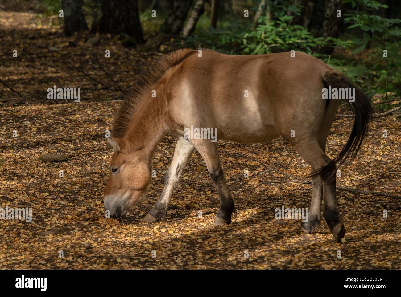 Cavallo di Przewalski, Equus ferus przewalskii, semi-selvaggio vivente nel bosco, Spagna. Foto Stock