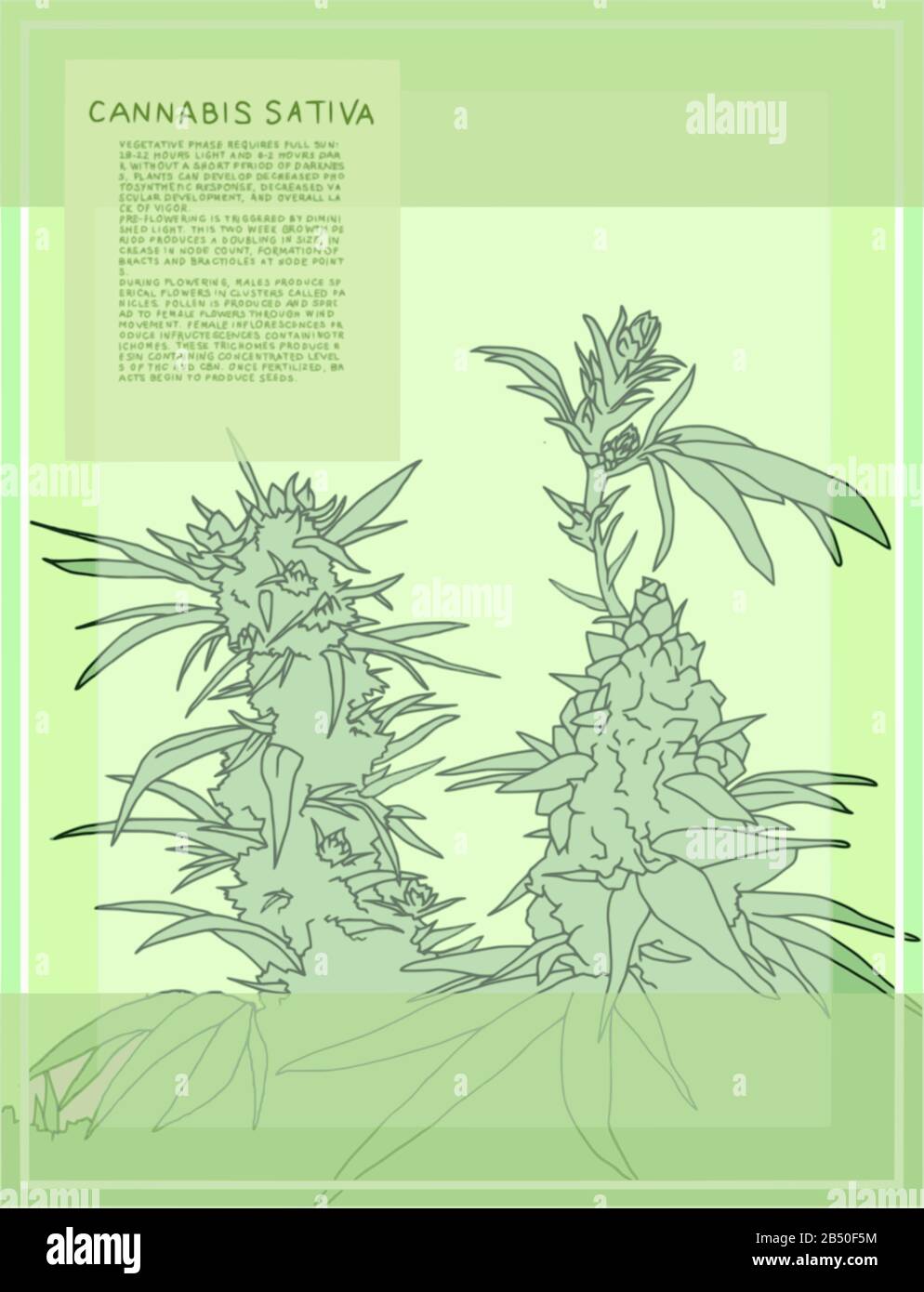 Antica illustrazione botanica della pianta di Cannabis Sativa. Grafica vettoriale scalabile per poster di grandi dimensioni. Il testo descrive le fasi di fioritura della pianta. Illustrazione Vettoriale