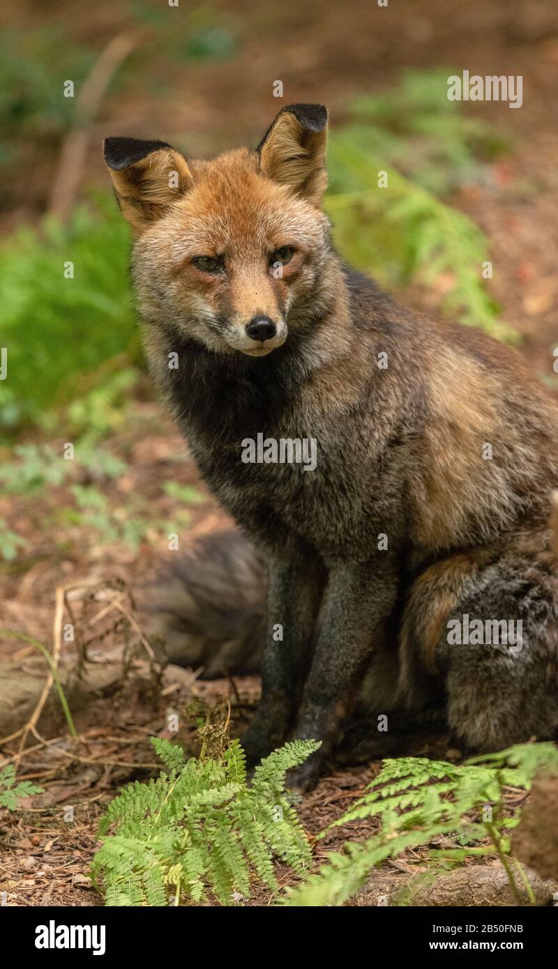Red Fox, seduta Foto Stock
