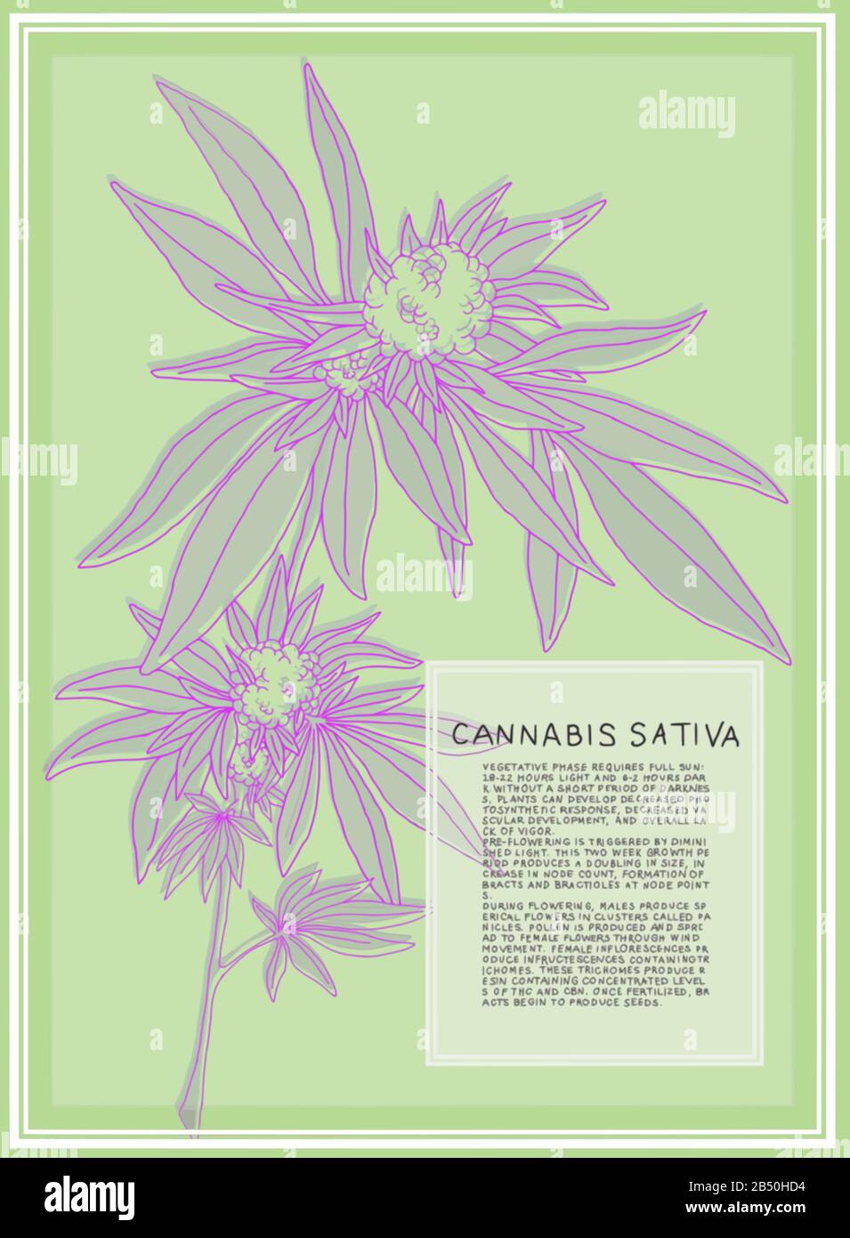 Antica illustrazione botanica della pianta di Cannabis Sativa. Grafica vettoriale scalabile per poster di grandi dimensioni. Il testo descrive le fasi di fioritura della pianta. Illustrazione Vettoriale