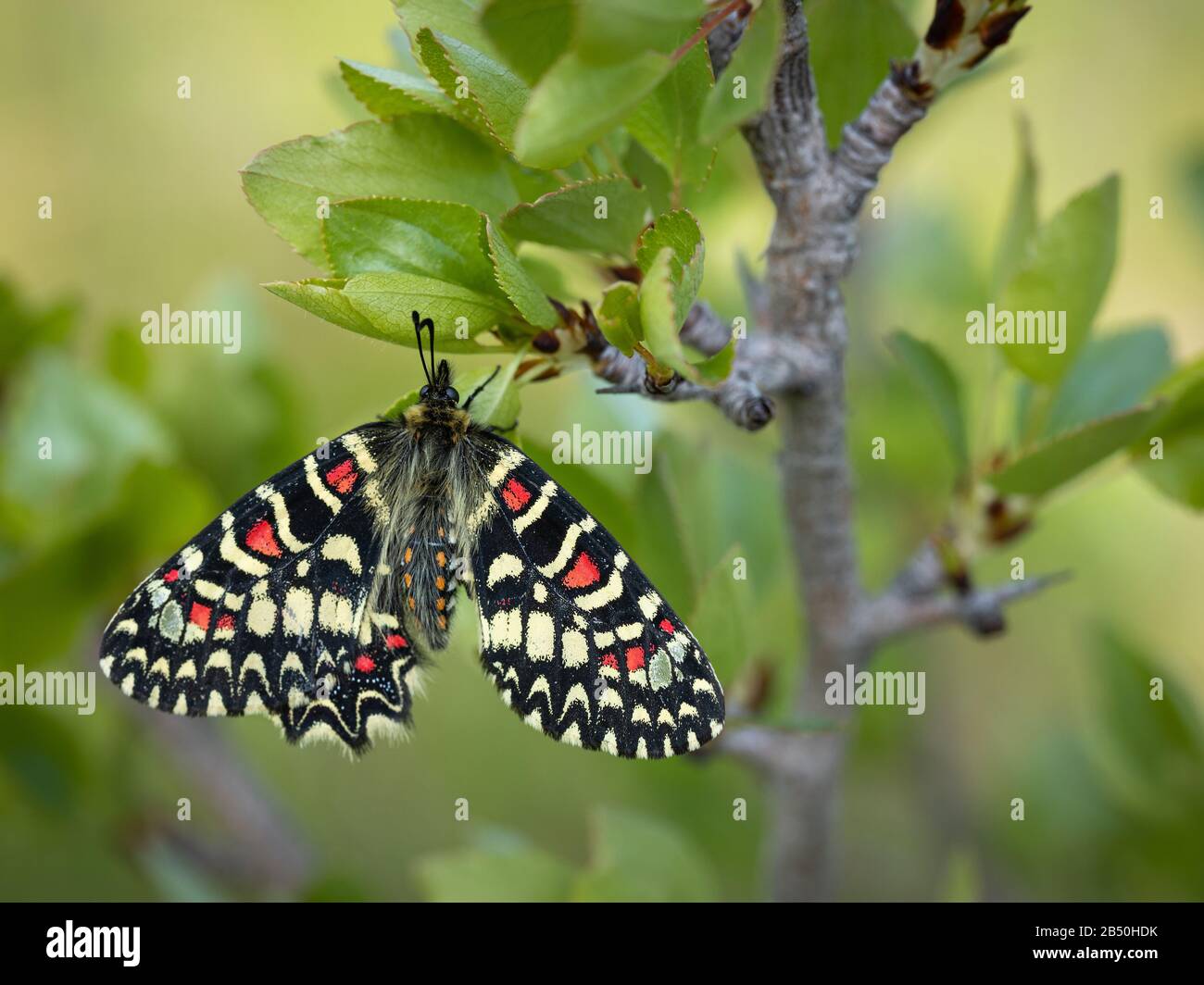 Zerynthia rumina. Butterfly nel loro ambiente naturale. Foto Stock