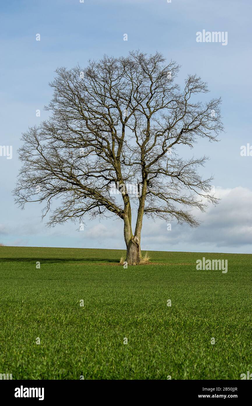 Stieleiche, Sommereiche Im Frühling (Quercus Robur) Oaks, Pedunculate Oak In Spring • Baden-Württemberg, Deutschland Foto Stock