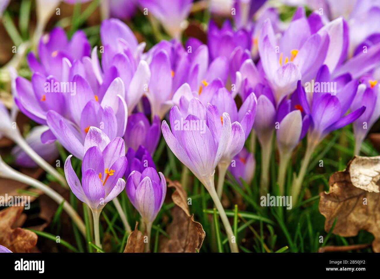 Frühlings-Krokus, Frühlings-Safran (Crocus Vernus Subsp. Albiflorus) Crocus • Baden-Württemberg, Deutschland, Germania Foto Stock