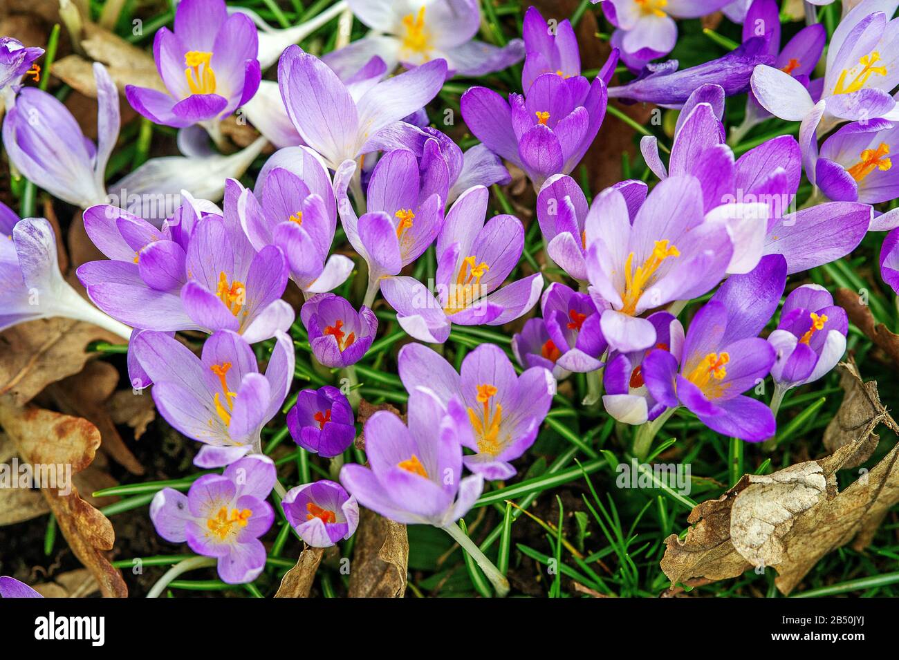 Frühlings-Krokus, Frühlings-Safran (Crocus Vernus Subsp. Albiflorus) Crocus • Baden-Württemberg, Deutschland, Germania Foto Stock