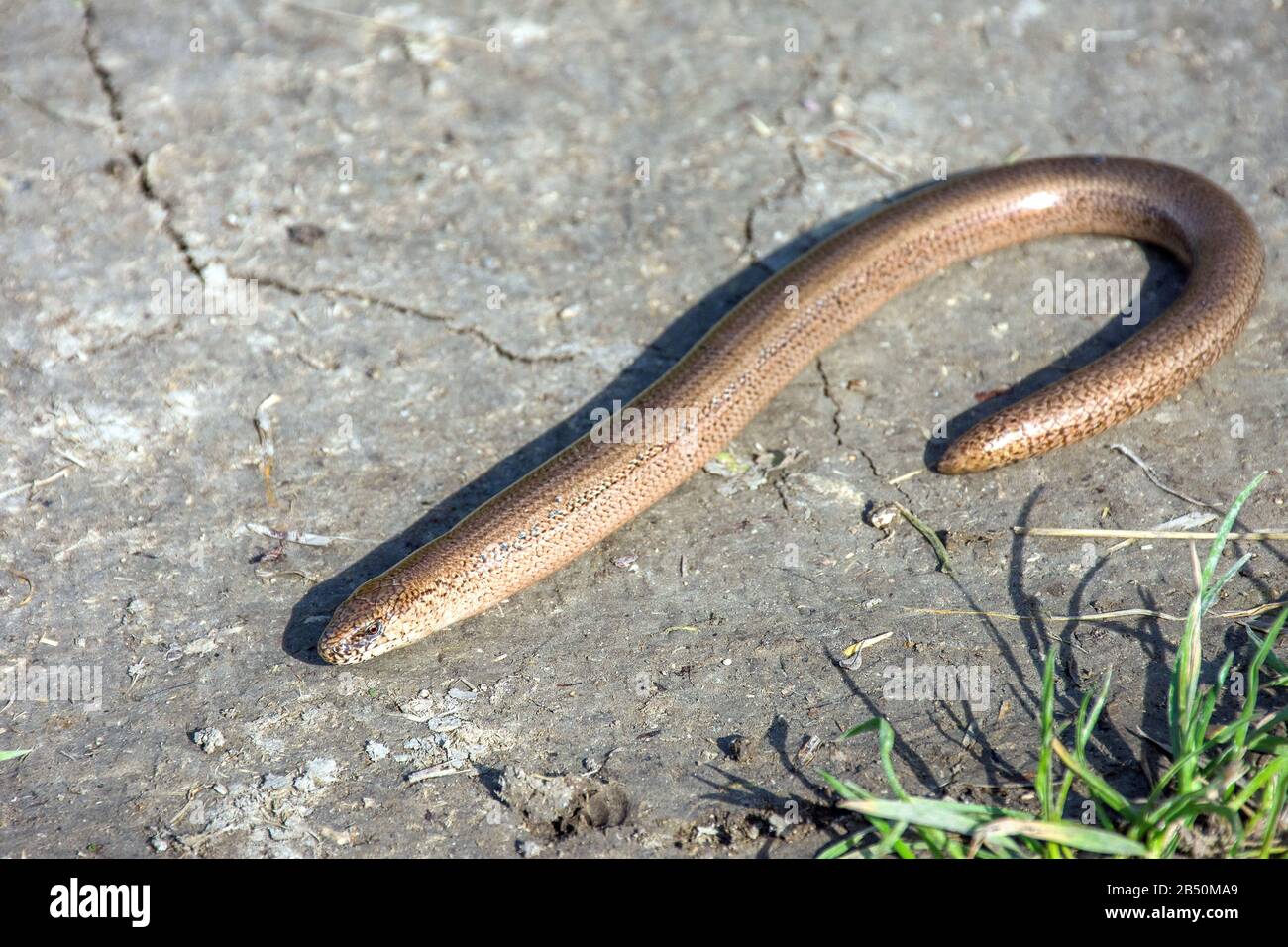 Blindschleiche (Anguis Fragilis) • Mittelfranken, Baviera, Germania Foto Stock