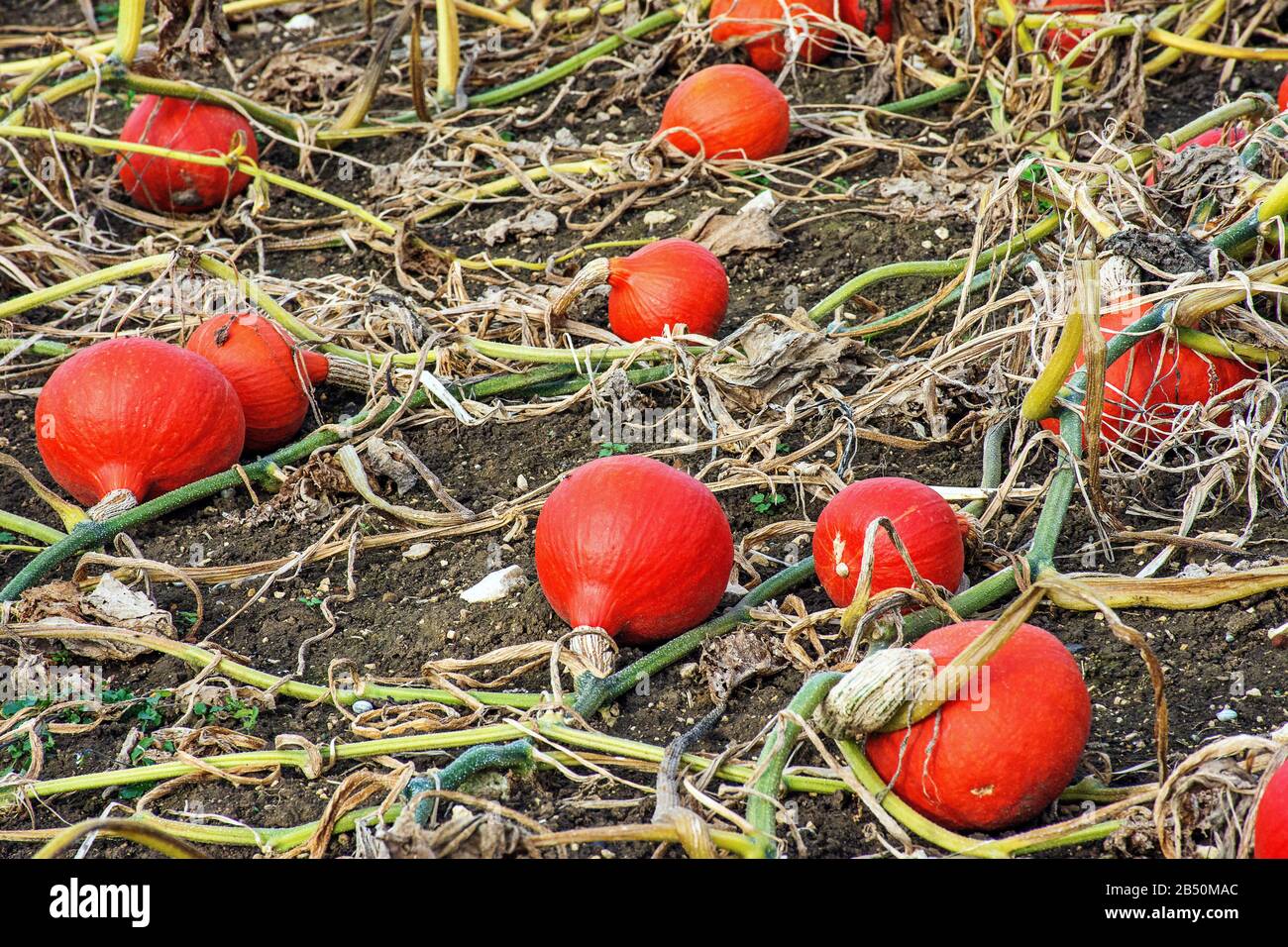 Hokkaidokürbis (Cucurbita Maxima) Red Hokkaido • Baden-Württemberg, Deutschland Foto Stock